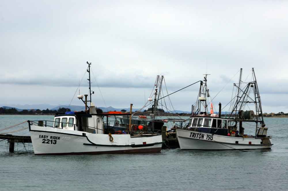 200 - Nueva Zelanda - Dunedin, peninsula de Otago, barcas de pesca